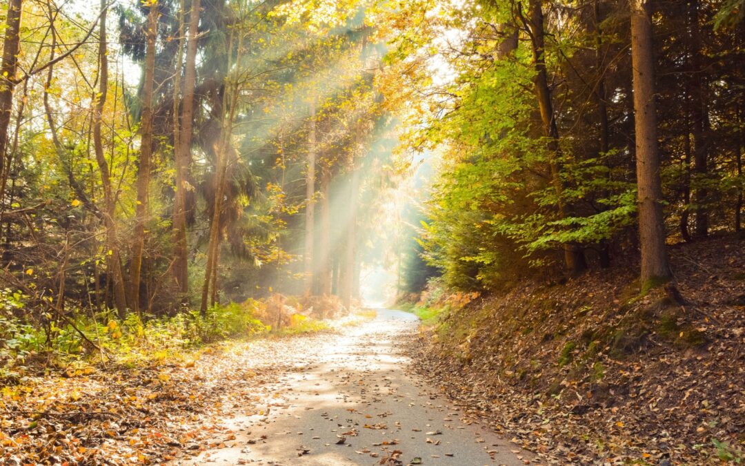 Breathe Easier This Fall: EVs, Transit, and Active Travel for Cleaner Air in Atlantic Canada